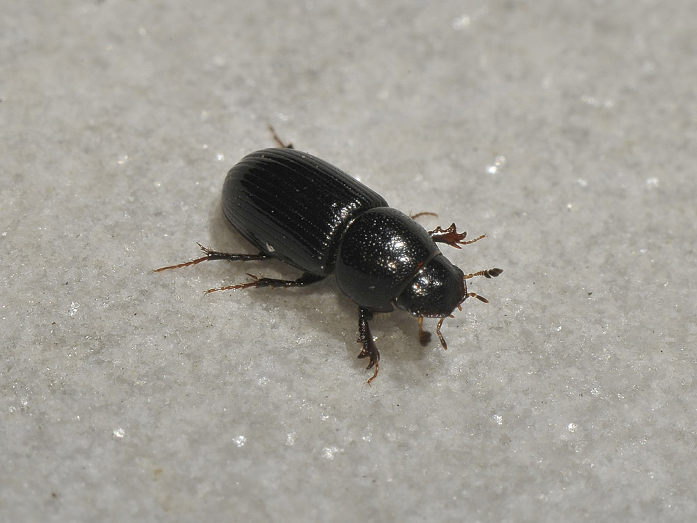 Aphodiidae - Nialus varians (cf)